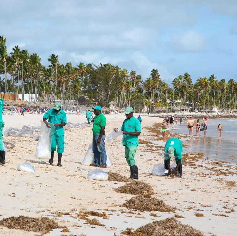 Cleaning Up Sargassum Punta Cana 
