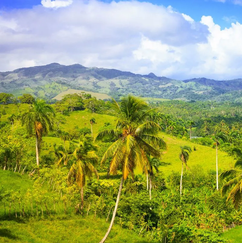 A rainforest in the Dominican Republic with palm trees and greenery 