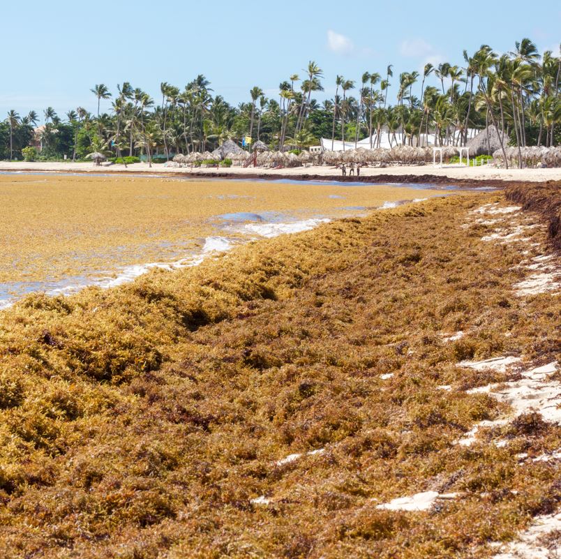 Huge quantity of sargassum seaweed in Punta Cana 
