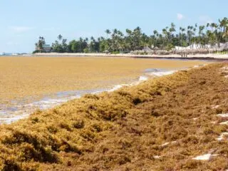 Punta Cana Beaches Invaded By Mass Amounts Of Sargassum