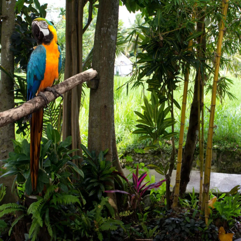 A natural park in Santiago de Los Caballeros with colorful bird
