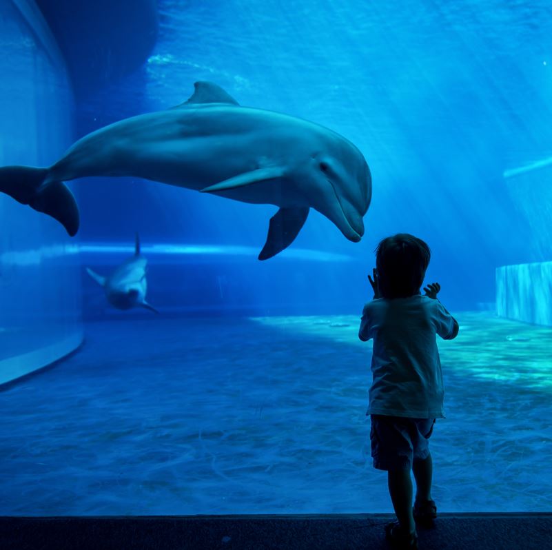 Child and Dolphin 