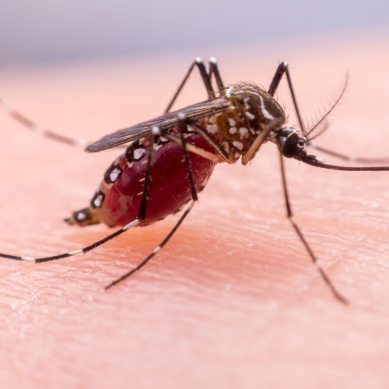 Dengue Fever Cases Rising In The Dominican Republic This Is What