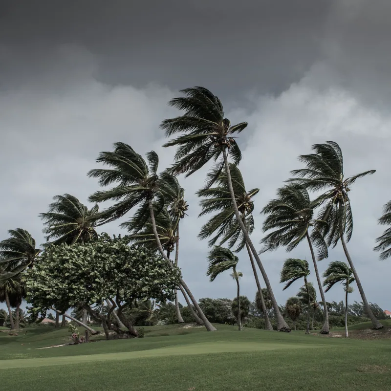 Tropical storm trees