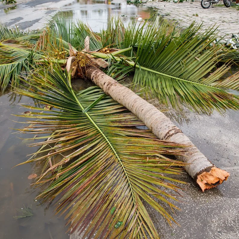 fallen tree on a street after a hurricane