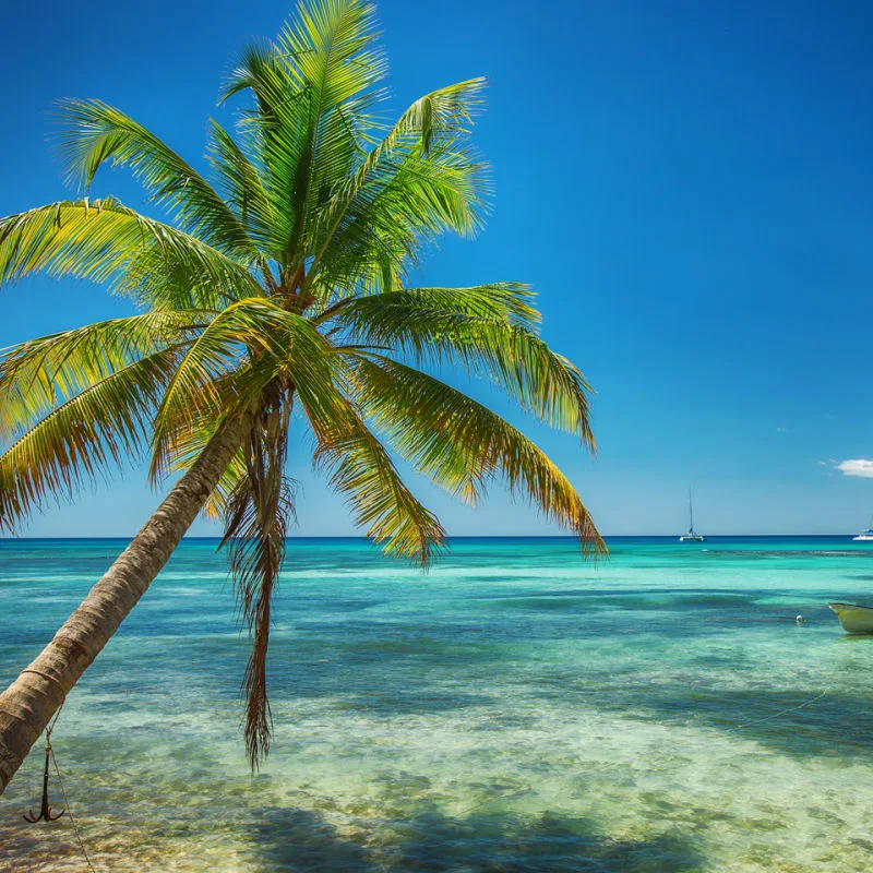Beautiful tropical water and palm tree