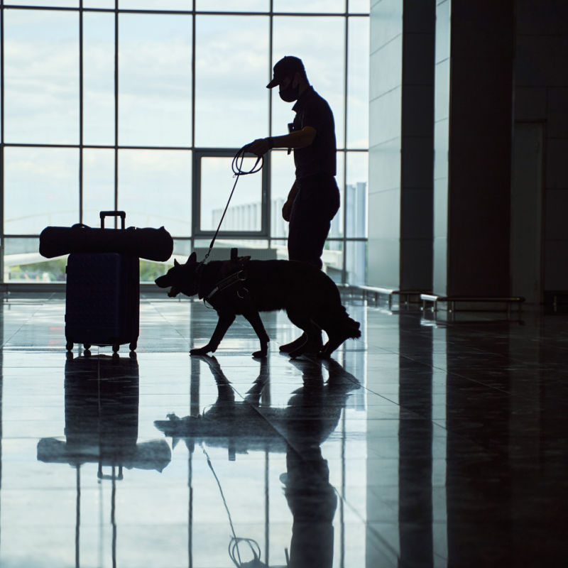 Airport sniffer dog and police conducting check in airport