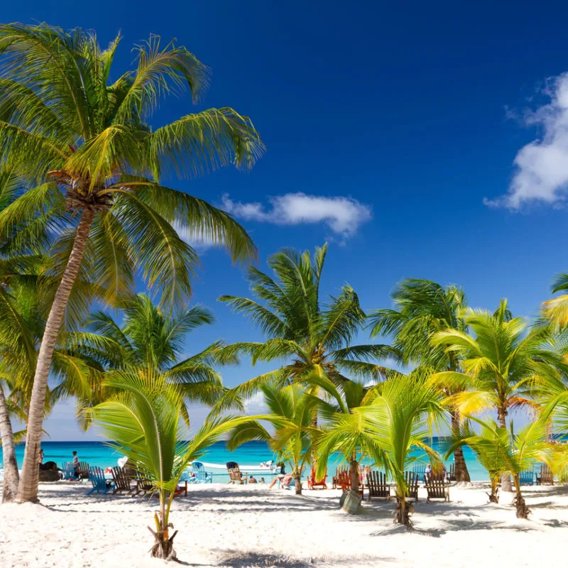 Palm trees and blue skies in Punta Cana beach