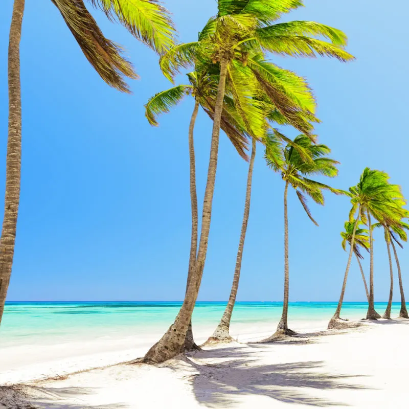 Palm-tree-lined beach in the Dominican Republic