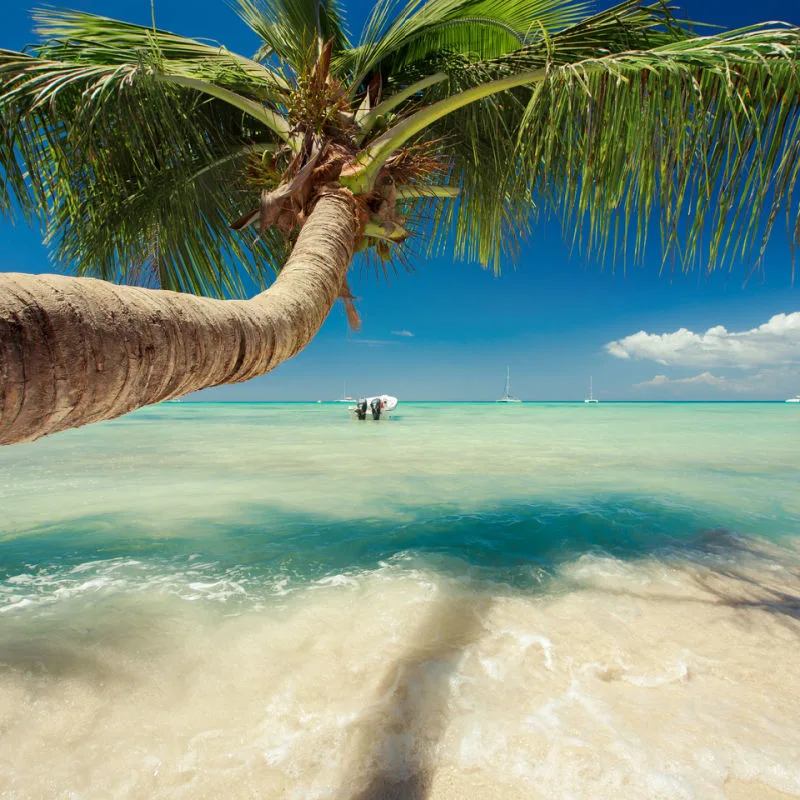 Palm tree hanging over a Punta Cana beach