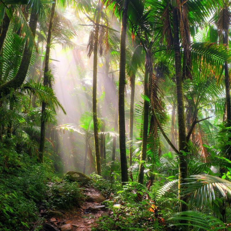 Lush rainforest in the Dominican Republic with sunrays 