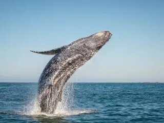 This Is The Best Time For Whale Watching In The Dominican Republic