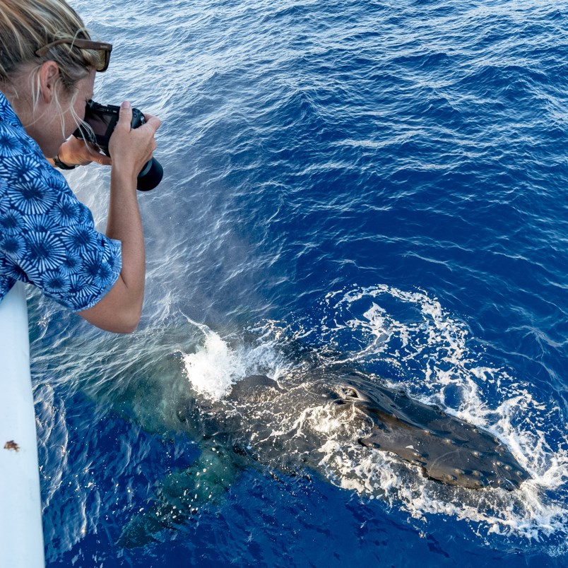 A whale watching tour in Punta Cana with a lady taking pictures 