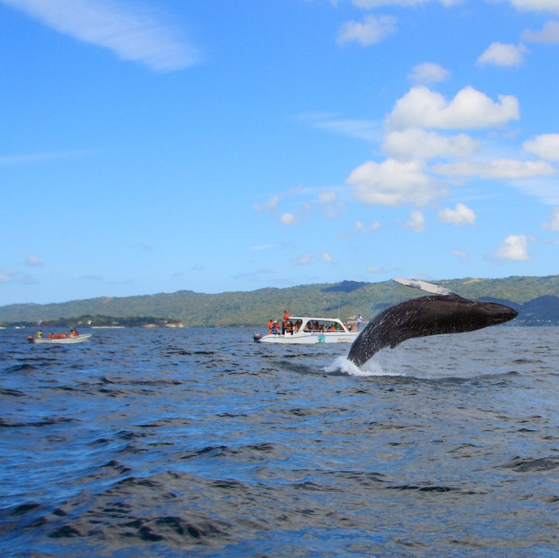 whale breaching in front of tourist boat