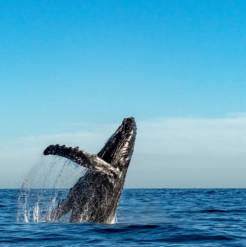 Whale breaching alone