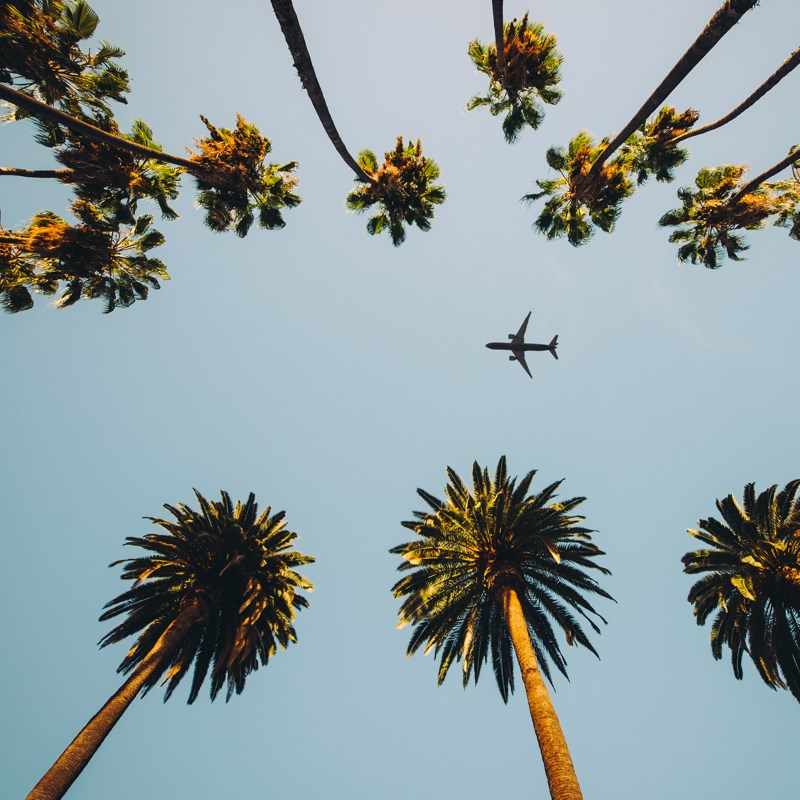 Plane flying over Palm trees