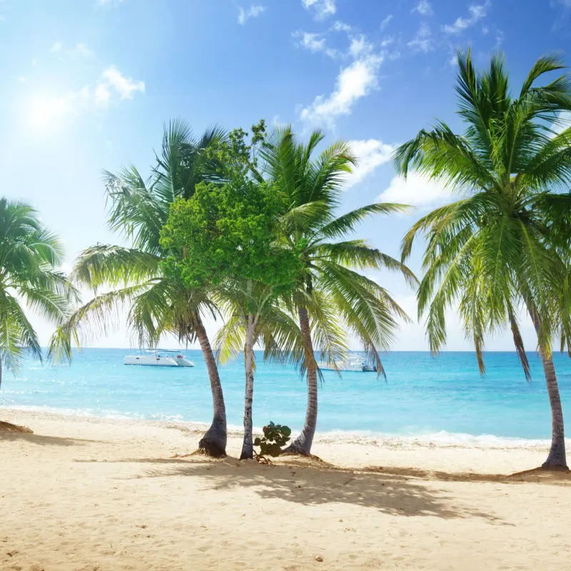 A Caribbean beach with palm trees and sunny weather 