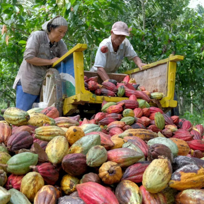 A local cacao plantation in the Duarte province in Dominican Republic 