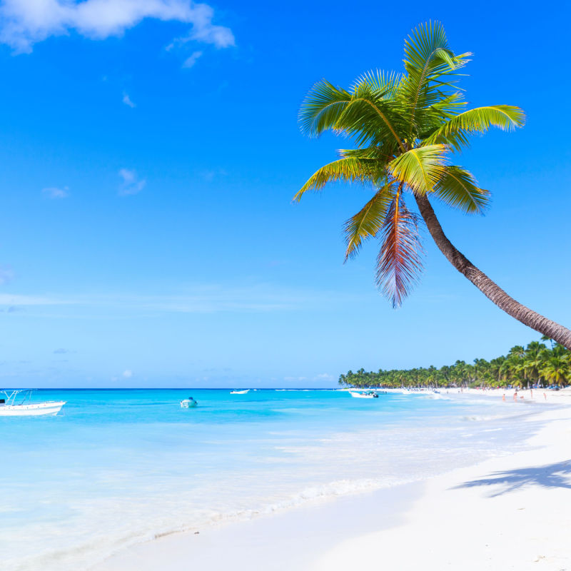 Tropical landscape in Saona Island featuring palm tree