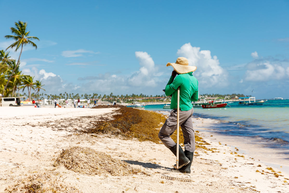 Everything Travelers Need To Know About Sargassum In The Dominican Republic This Year