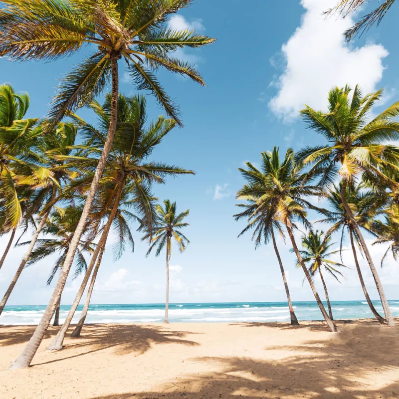 Palm trees and white-sand beach in Punta Cana 
