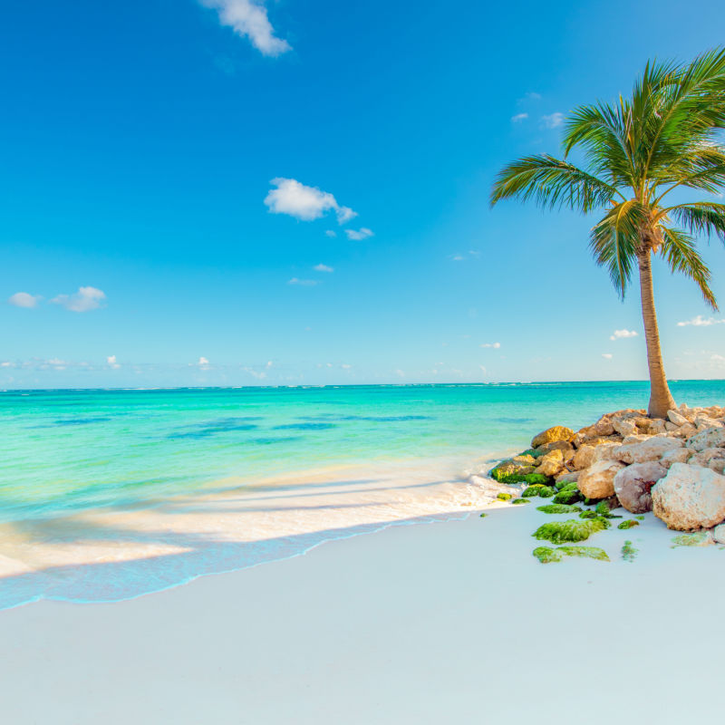 A tropical view in Punta Cana with a white sand beach and a plam tree