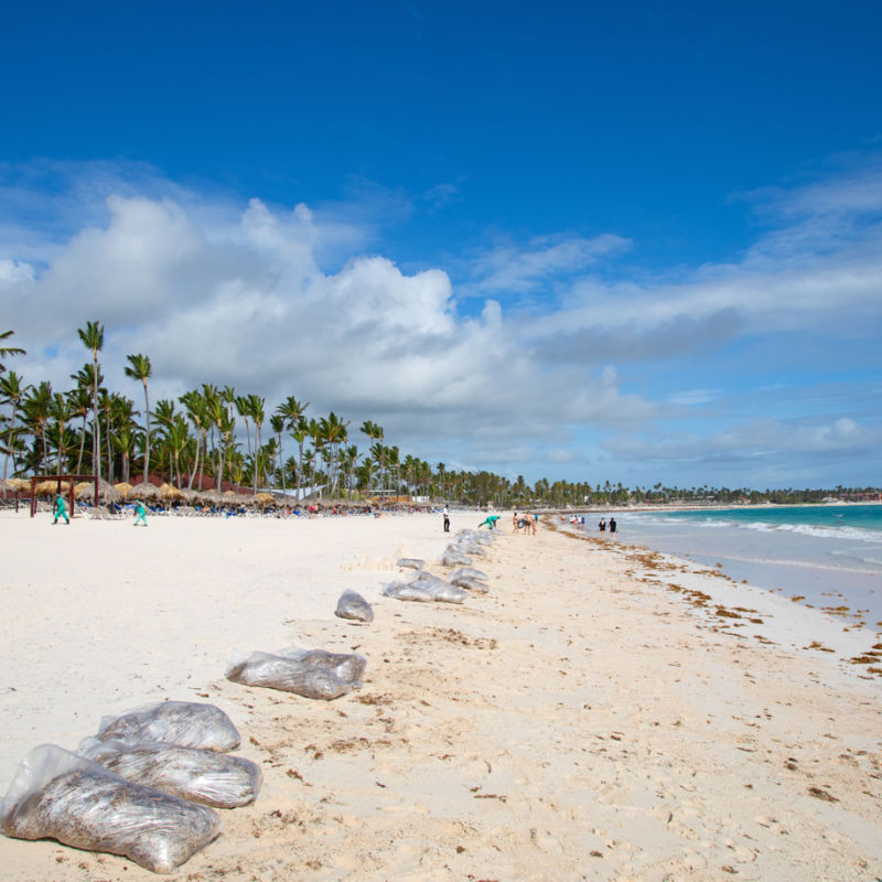 Bags of sargassum seaweed in a Punta Cana beach 