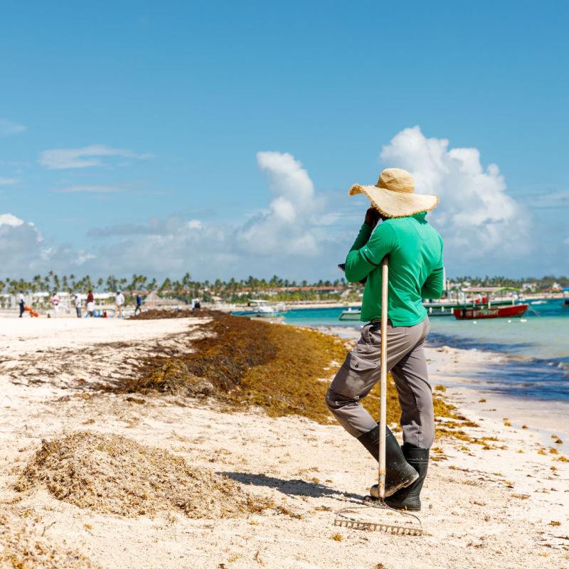 A cleaner in Punta Cana collecting a large sargassum patch 