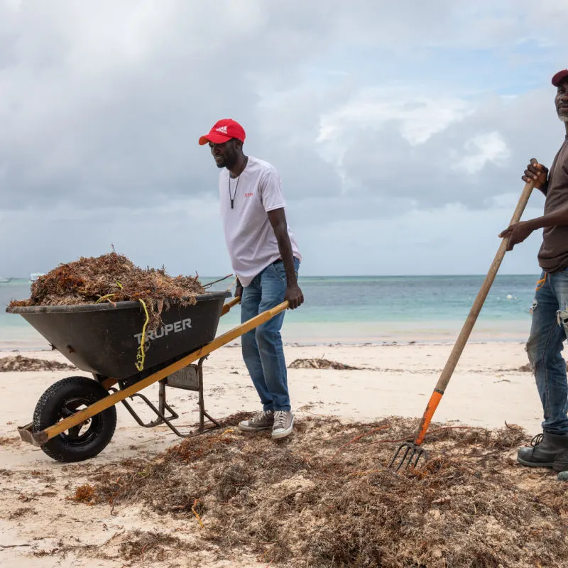 Workers collecting sargassum from a local Punta Cana beach