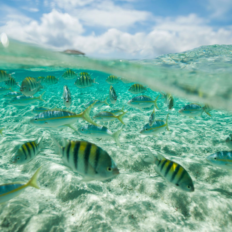 Shallow water in the Dominican Republic with fish 