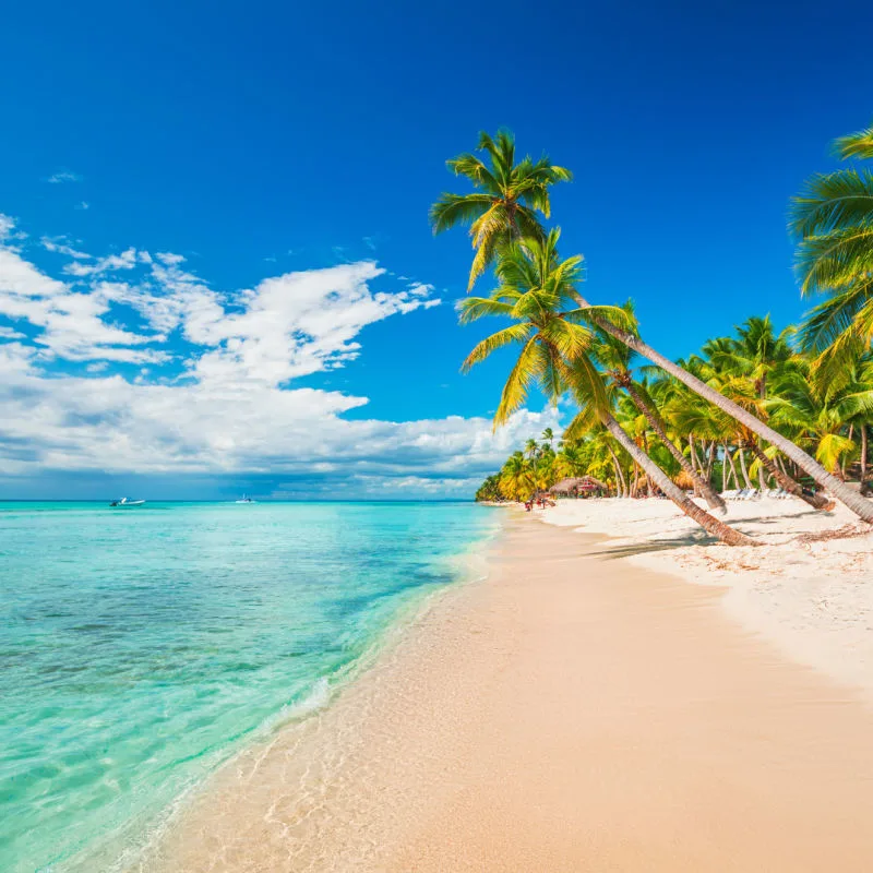 A remote beach with palm trees and blue waters