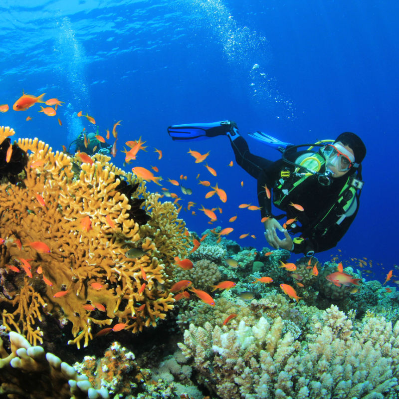 A diver admiring coral reefs in Punta Cana