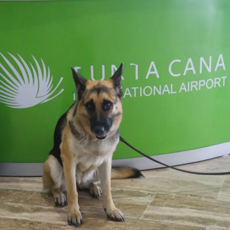 The German Shepherd Dog providing security at the Punta Cana International Airport
