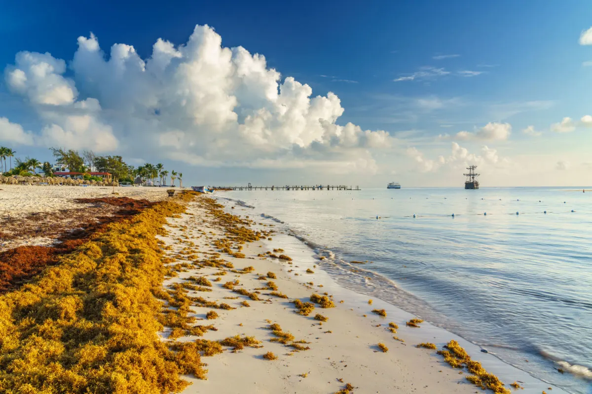 How Punta Cana Plans To Fight Sargassum This Summer