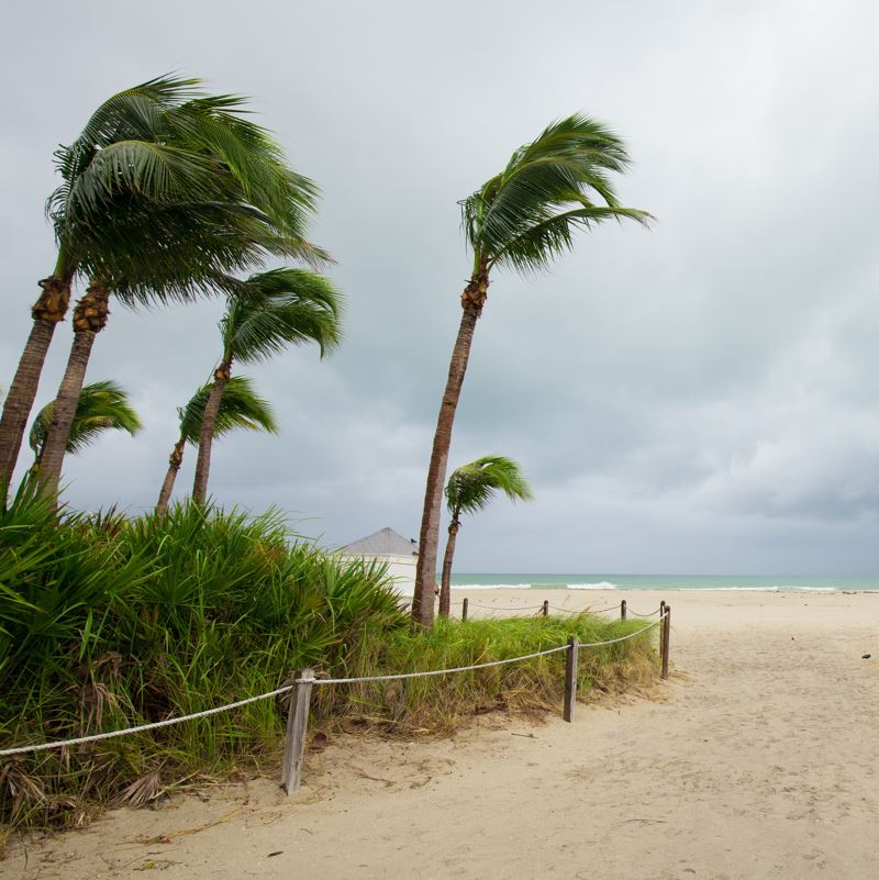 Palm trees bending in stormy winds