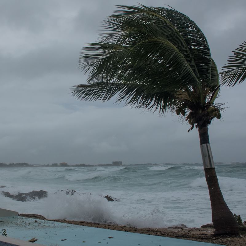 Large ocean swells hit the shore as a pam tree bends from the wind