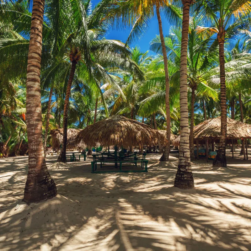 Lush Nature in the tropical beach of Punta Cana