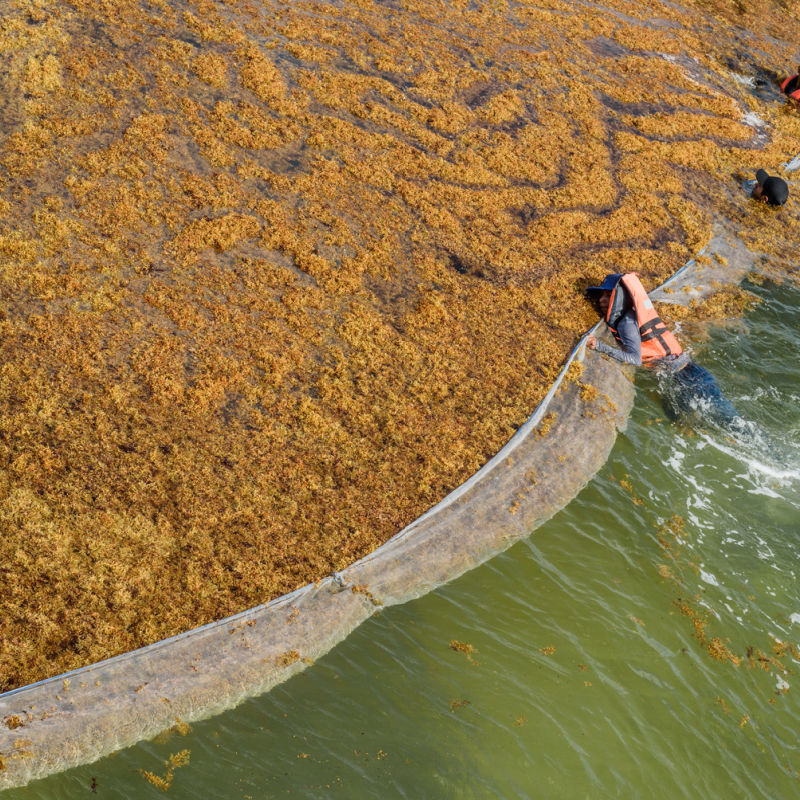 Sargassum barrier and boat cleaning seaweed