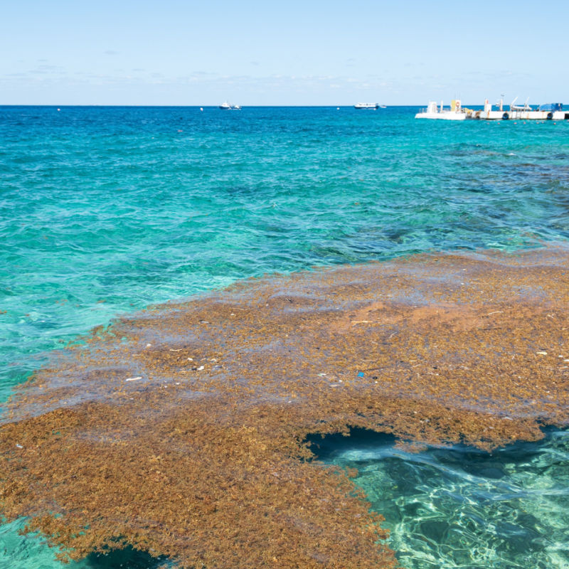 A patch of sargassum seaweed heading towards the coast