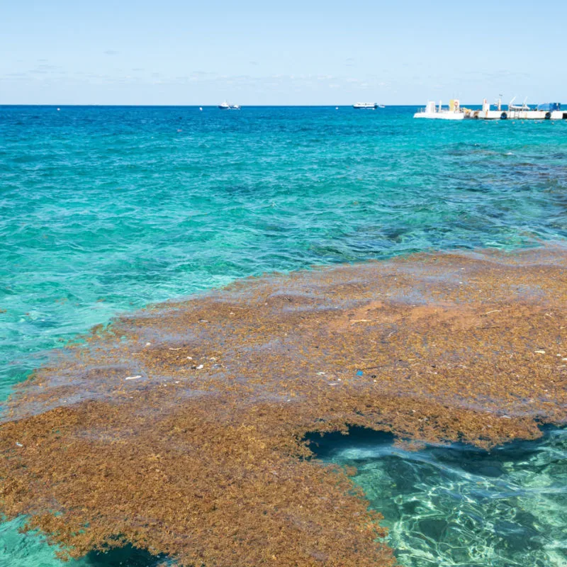 A patch of sargassum seaweed heading towards the coast