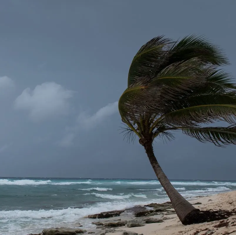 Hurricane winds in punta cana bend a palm tree