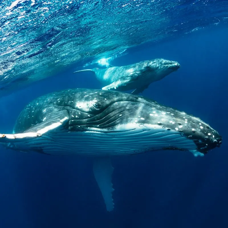 Humpback whale Dominican Republic