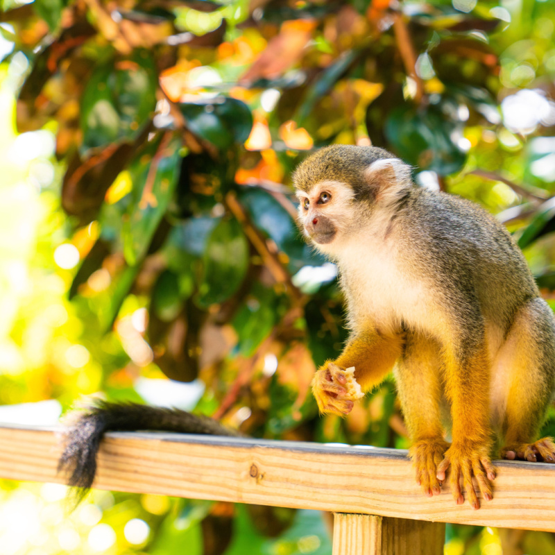 An adorable squirrel monkey at the Monkeyland in Puerto Plata