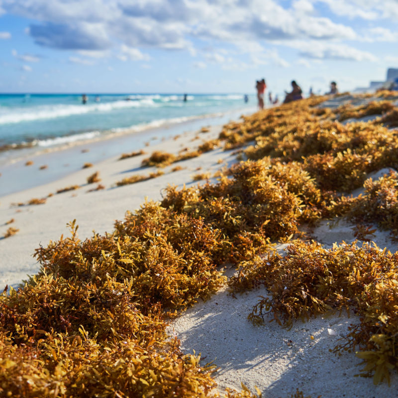 Sargassum after washing up on shore in a white sand beach 