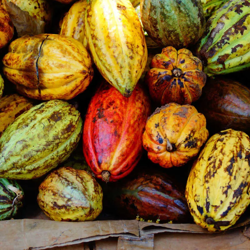 Cacao production in Espaillat province 