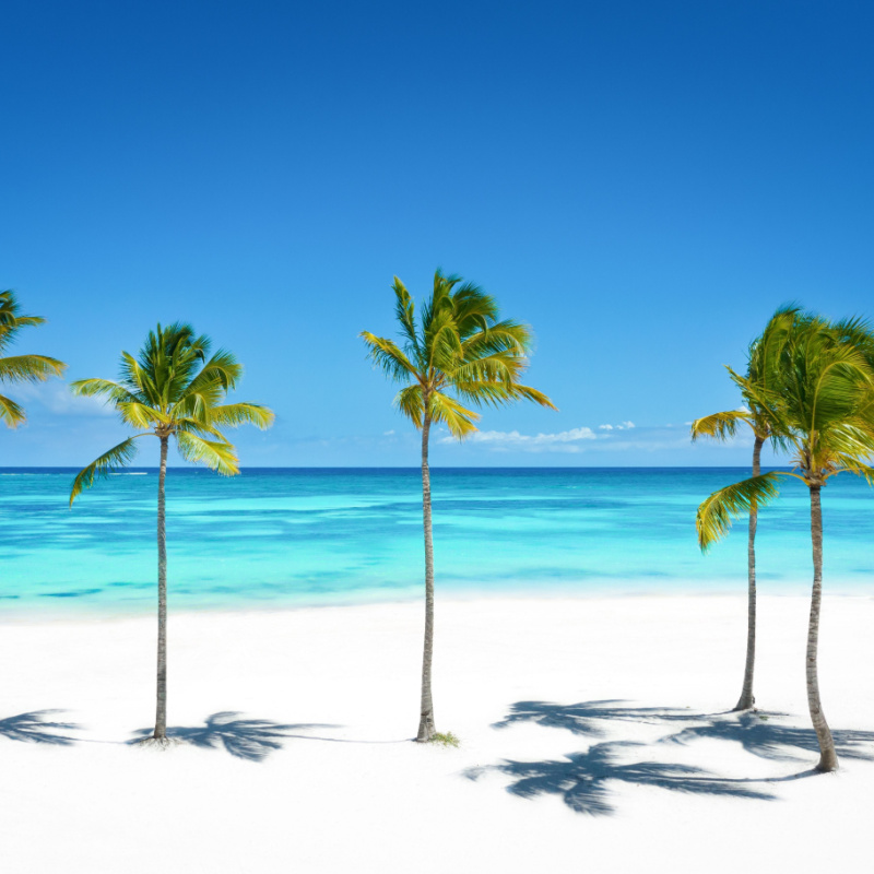 Palm trees on a white sand beach in Punta Cana 