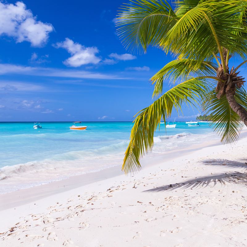 A white and beach in Punta Cana with palm tree