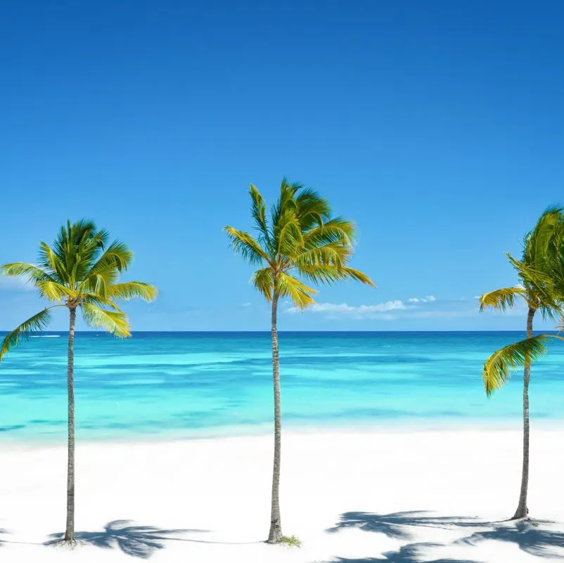 Palm trees along a beach in Punta Cana during sunny weather 