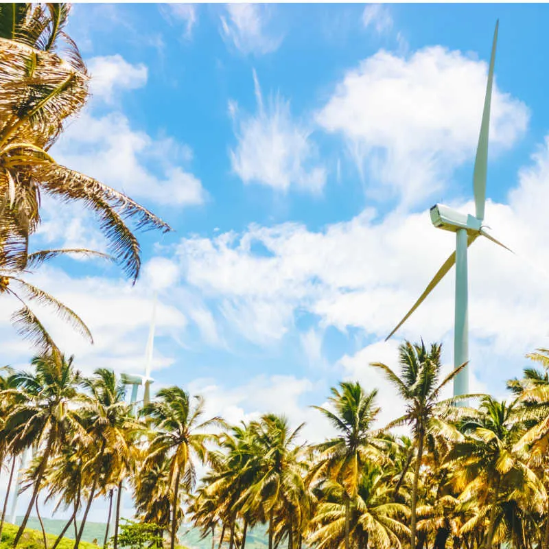 palm trees and wind energy in pedernales in the dominican republic 