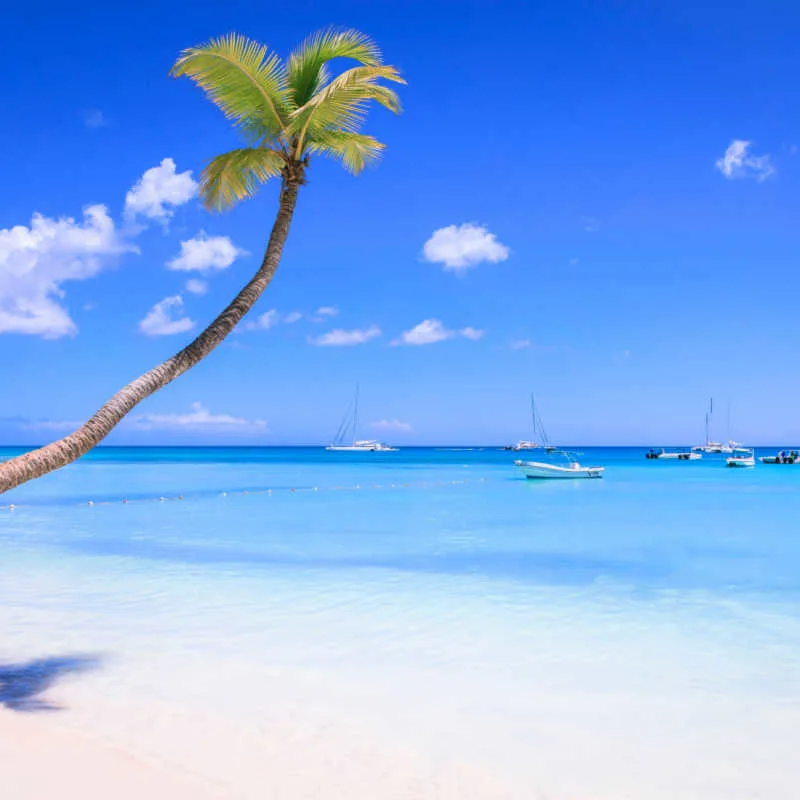 views of a tropical beach in punta cana with a palm tree